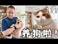 我家猫吓死了，我们养了一只拉布拉多幼犬！