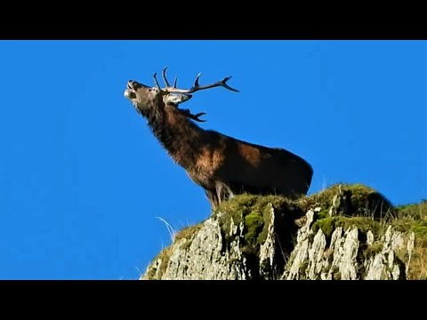 Video: Cairngorms: Böyük Sürüş