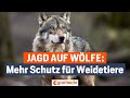 Jagd auf den Wolf: Novelle des Bundesjagdgesetzes sorgt für mehr Schutz der Weidetierhalter