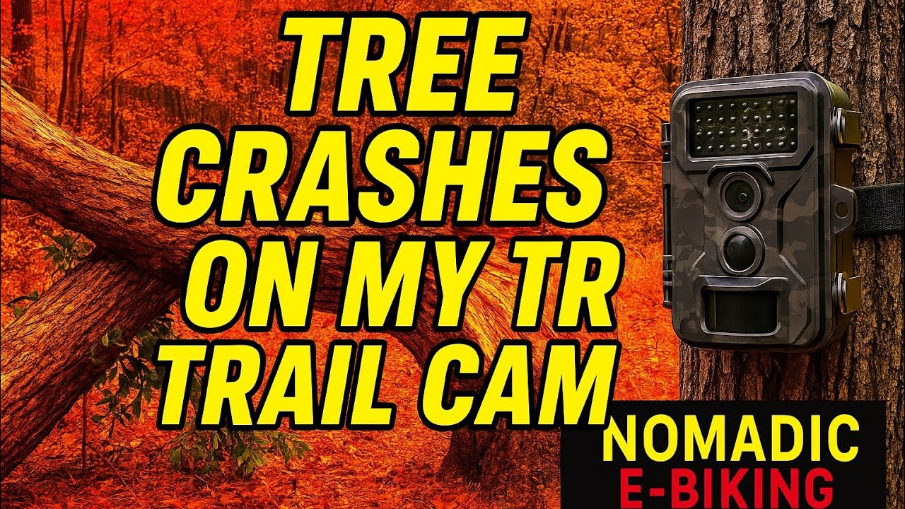 Hilochee WMA | Tree Falls on My Trail Camera Setup