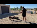 Training 2 Labrador Retrievers at the same time.