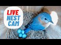 Live nest cam eastern bluebird building her nest almost done