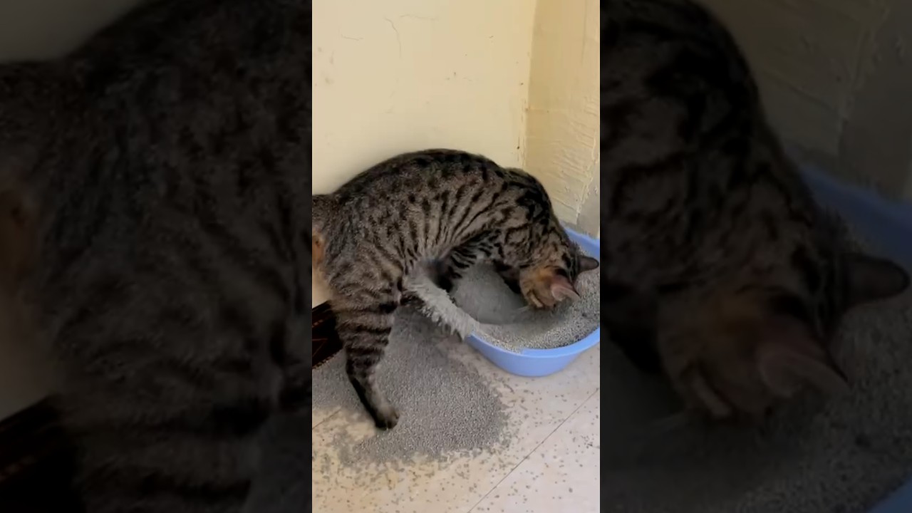 Cat Digs in Litter Box and Scatters Litter All Over Floor