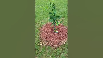 NTSRGE -  Ruby Red Grapefruit 150720