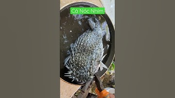 Lần đầu tiên thấy cá Nóc Nhím, luộc lên nhổ gai nhím và chế biến món ăn