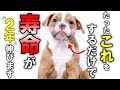 犬が泣くほど幸せに感じること12選
