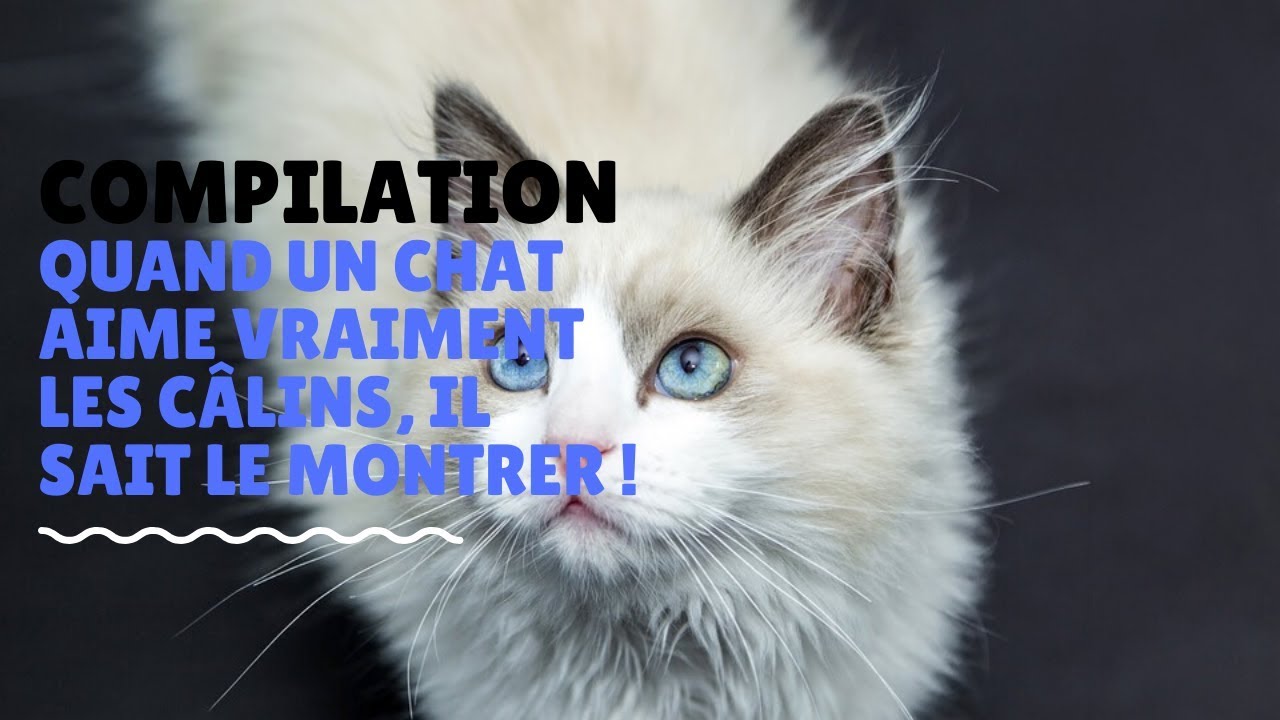 Bebe Chat Angora Trop Mignon Youtube