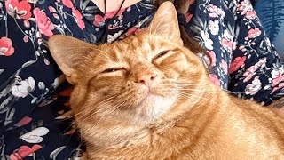 Adopted shelter cat thanks mom with nonstop cuddles