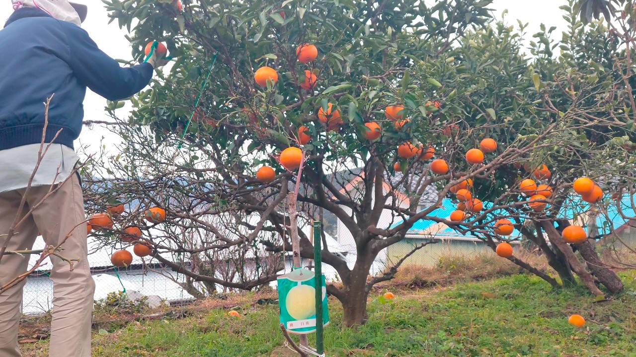残っていた、ポンカン、伊予柑(いよかん)、八朔(はっさく)を収穫して、今シーズンも、みかん、柑橘の収穫は全て完了しました。  (1~3月2025年)