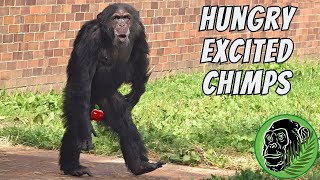 Chimps Becoming Excited Waiting For Their Lunch