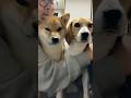 飼主にとっては激アツな展開‼️ #ビーグル #柴犬