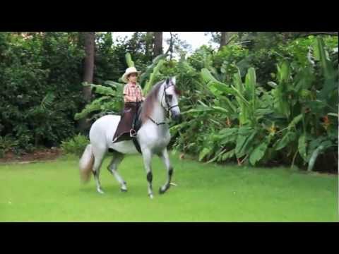 Видео: Paso Fino Horse Breed Hypoallergenic, Health And Life Span