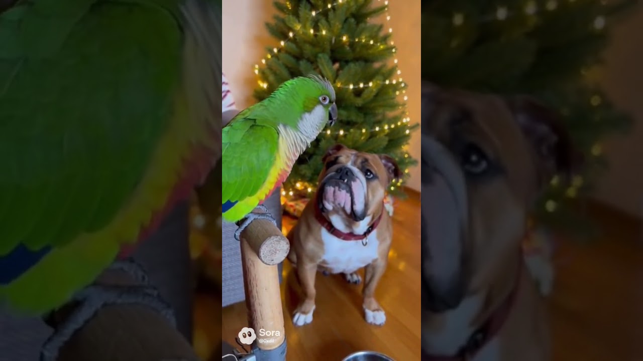 Кто испортил праздник?? Расследование от Петруши 🧐😂