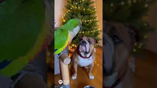 Кто Испортил Праздник?? Расследование От Петруши