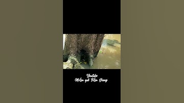 Câu cá rô đồng bỏ xuống là múc phao gì sao mà không mê cho được