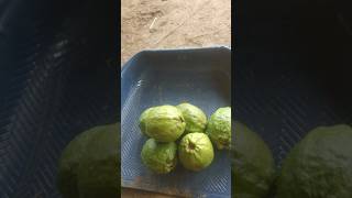Farm fruits #guava #berry #lemon #starberry #nalli #farm #farmlife #farming #villagelife