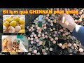 Đi lượm quả ginnan về ăn.