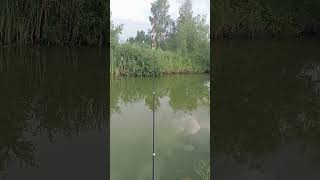 карп на дальний заброс