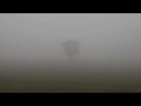 Kimpomme — 나무 (Love Poem)