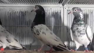 Teddy Pigeons High Flying Pigeons In Stan Full Video 2019 Youtube