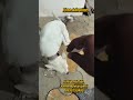 Bomerian cross dog Adoption வந்திருக்கு🐶🐶 #kanyakumaridoglover #care #rescue #adoption #pets