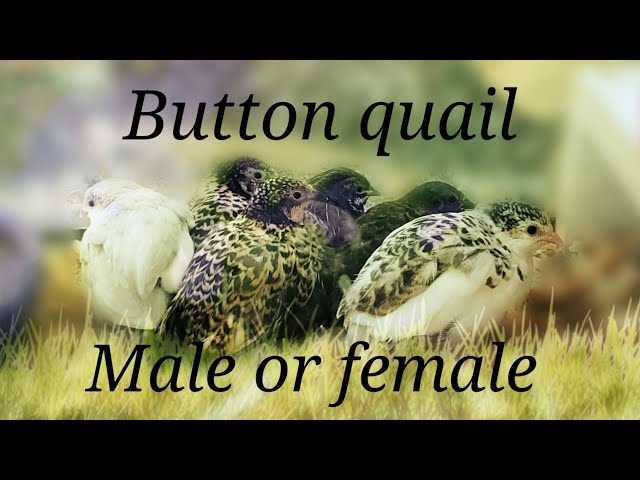 button quail male or female and behaviors class=