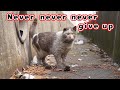 【野良猫緊急保護】 無事保護しました 真っ黒ボロボロから家猫になりました