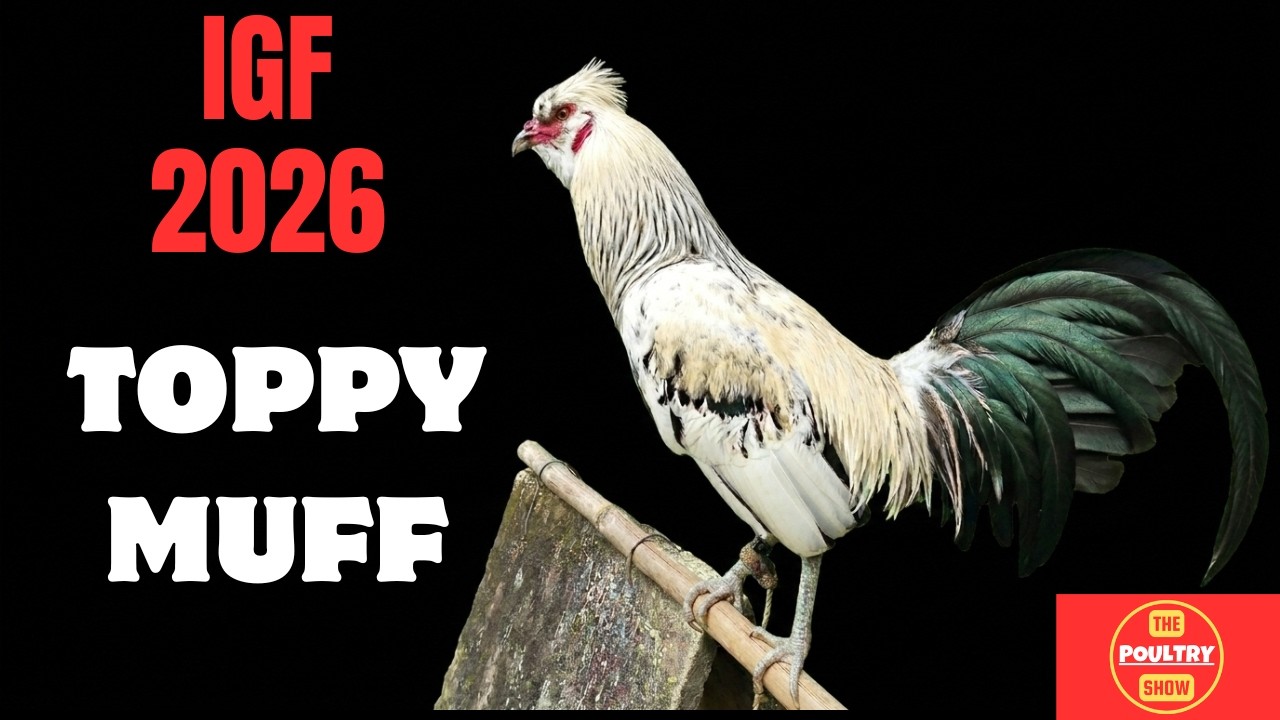 IGF 2026 | Chan Bros. | Manny Dalipe