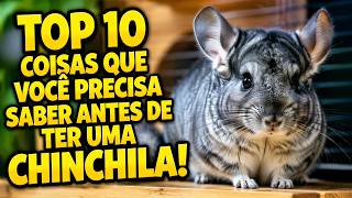 TOP 10 COISAS QUE VOCÊ PRECISA SABER ANTES DE TER UMA CHINCHILA!