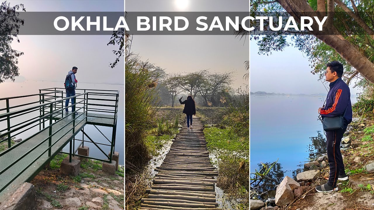 OKHLA BIRD SANCTUARY Things To Do See In Winters Lakes Birds okhla-bird-sanctuary-things-to-do-see-in-winters-lakes-birds