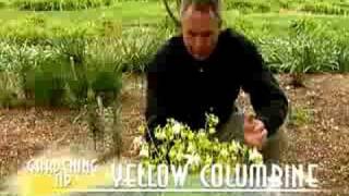 Yellow Columbine