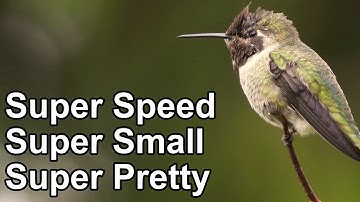 Hummingbird Wings Slow Motion | Facts About Hummingbirds Wing Beats Per Second