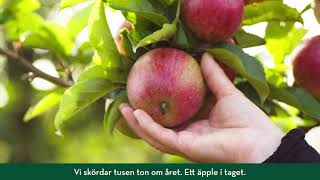 Varje Äpple Hanteras Varsamt För Hand