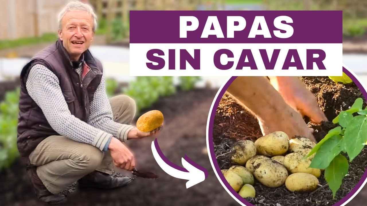 Cultivo de Papas Sin Excavar 🥔 Consejos de Expertos de Charles Dowding