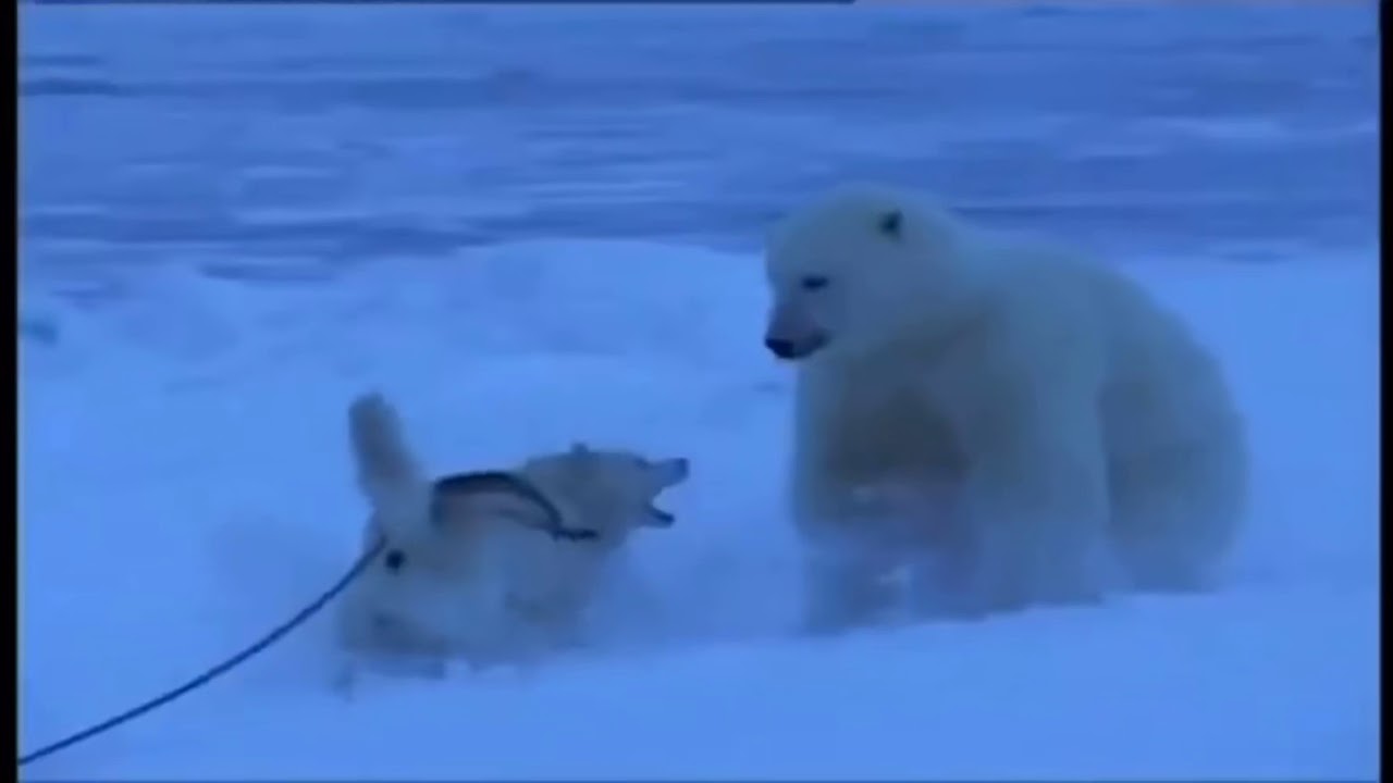 polar bear husky