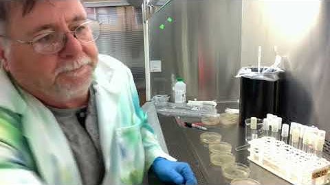 Lab 7 (Part 5 of 6) Calibration Graph and Serial Dilution