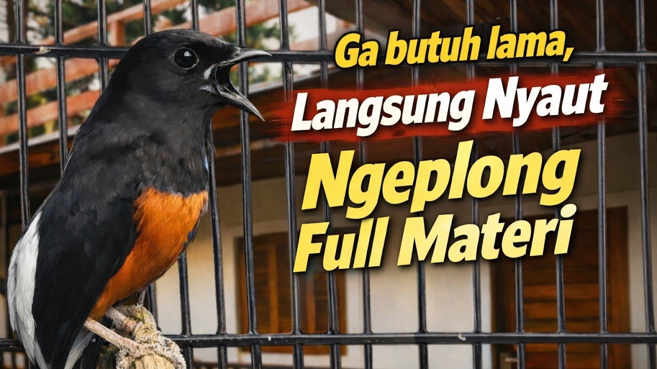 Tanpa Tunggu Lama! Murai Batu Nyaut Cepat, Full Materi Nonstop