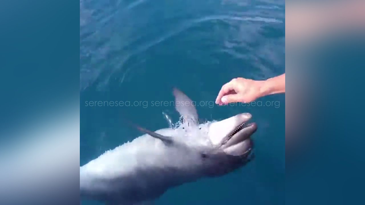 Афалина Федя — Центр «Безмятежное Море»