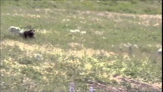 30 Bear chases Bison