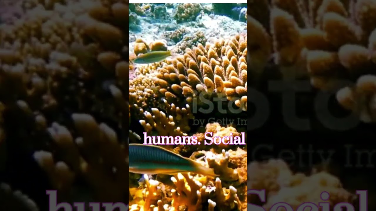 "Thalassoma Klunzingeri 🌊 | Colorful Guardians of the Reef!" 