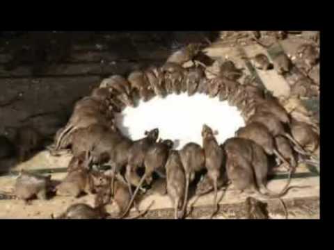Video: Kuil Di India, Yang Menempatkan Sekitar 25 Ribu Ekor Tikus - Pandangan Alternatif