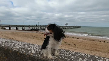 Où acheter un Cavalier King Charles en Normandie ?