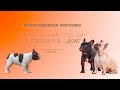 Моно Французских бульдогов г.Новосибирск / Mono FrenchBuldog 2016