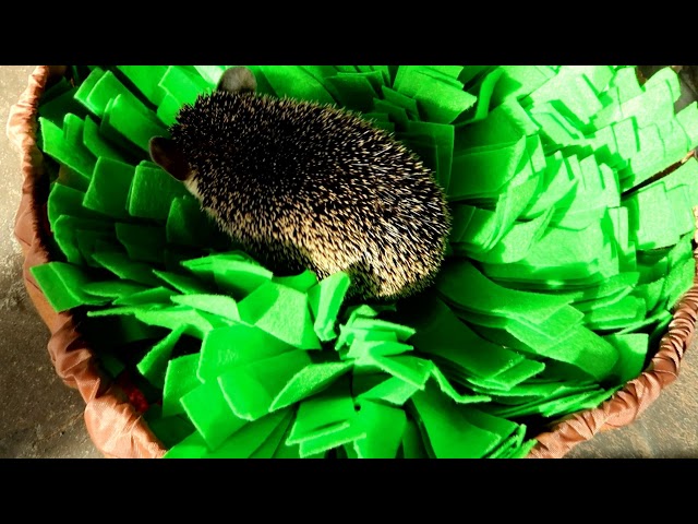 Hedgehog Treat Shuffle Mat