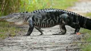 Alligator Crossing