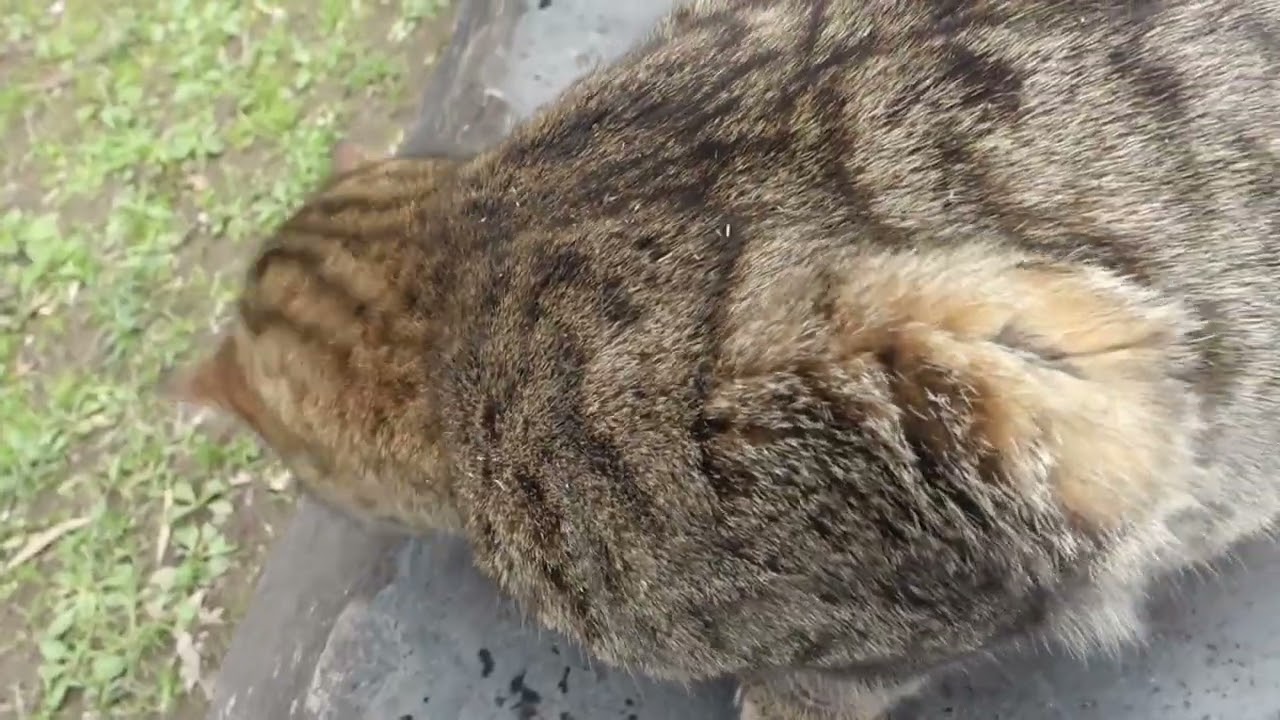 【Cat Video】 meowmeow Happy 