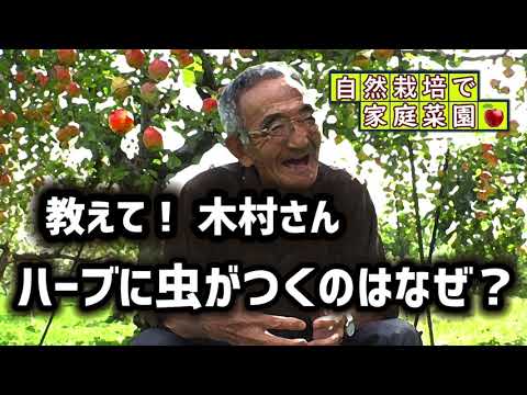 実体験から学んだ！侵略的ハーブの拡散を防ぐ5つの方法