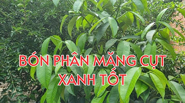 Bón phân măng cụt tơ mùa khô - Xử lý Nứt thân xì mủ, cháy lá