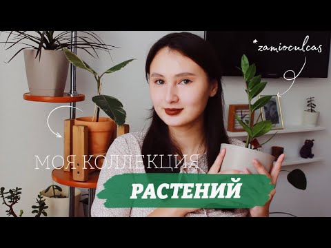 Видео: МОЯ КОЛЛЕКЦИЯ РАСТЕНИЙ 