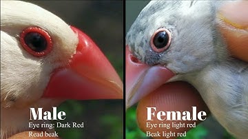 Java bird male female identify